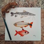 Pintado, Piraputanga e Mato Grosso